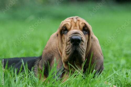 le saint hubert vu de très près allongé dans l'herbe © Dogs