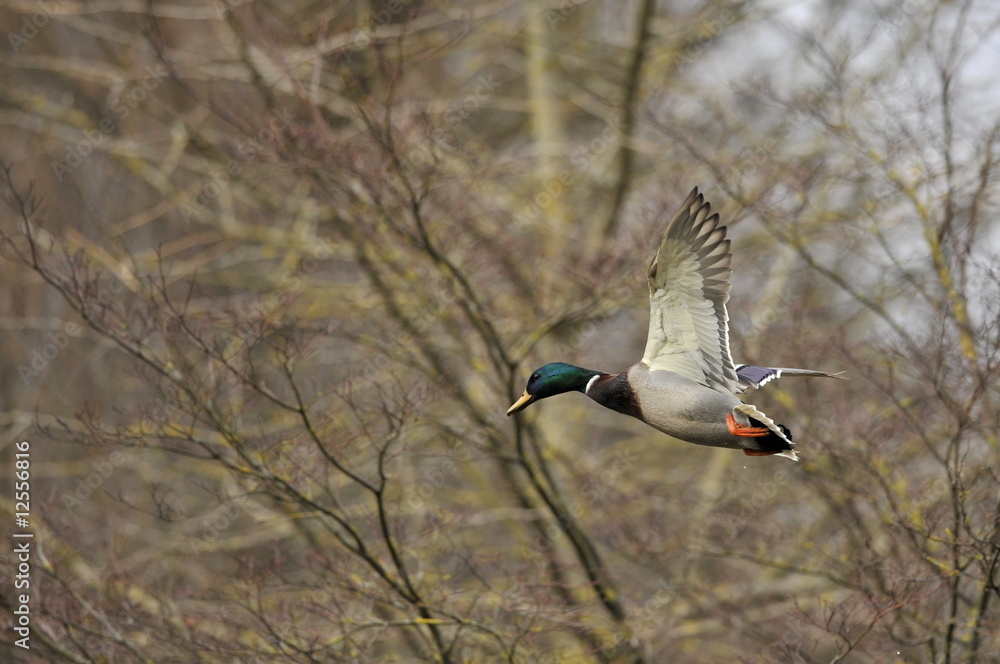 Ente Ente