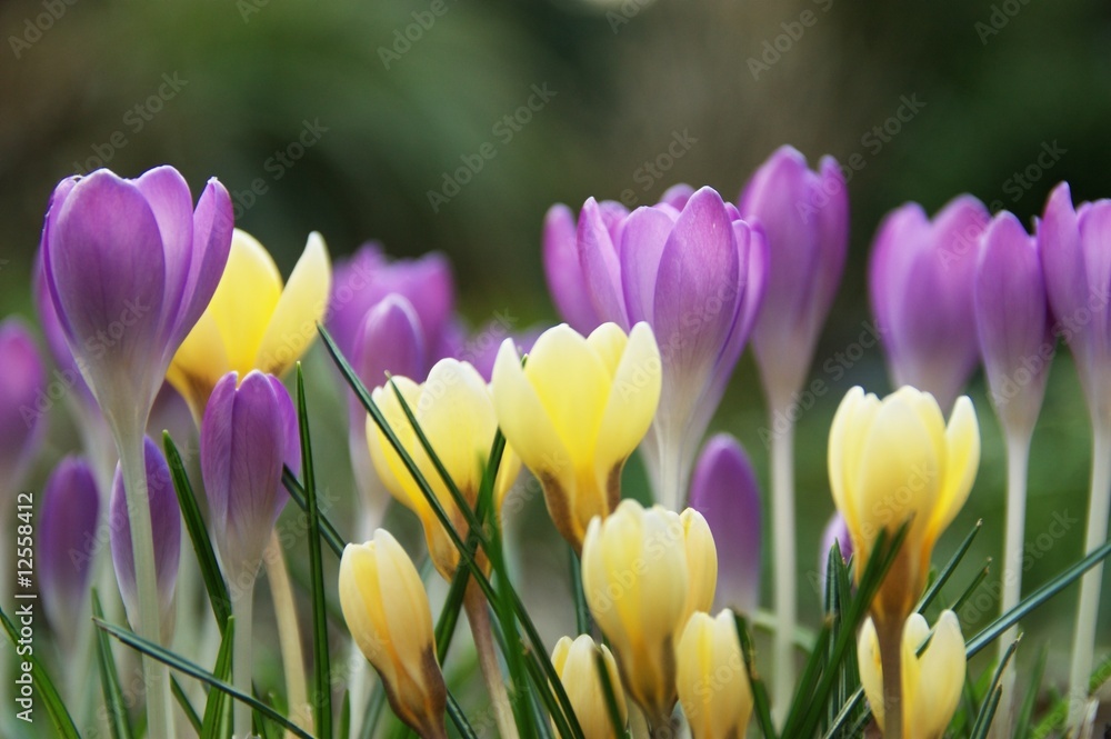 Fototapeta premium spring_bloom_crocus