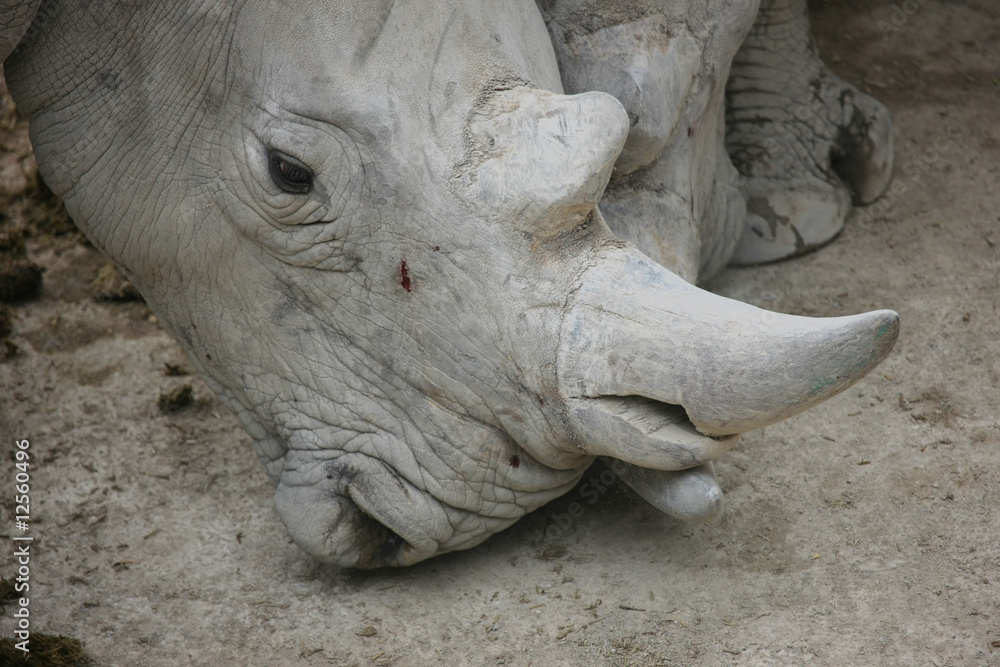 Naklejka premium Portrait a rhinoceros