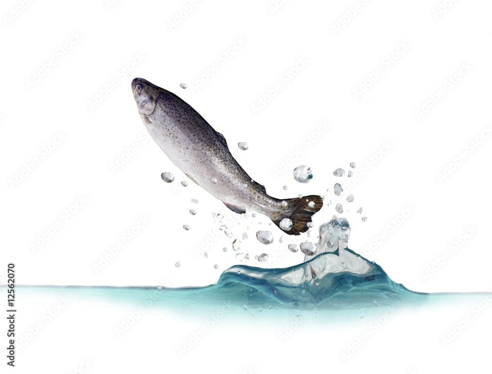 jumping out from water trout