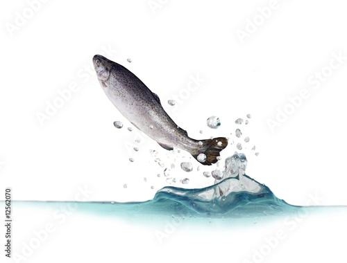 jumping out from water trout