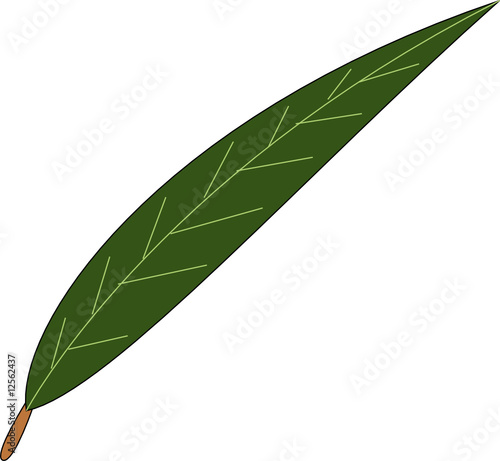 Willow leaf