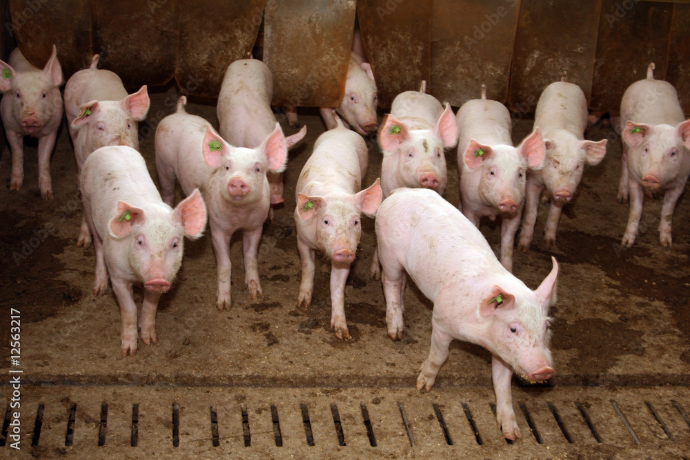 Ferkel erkunden ihren Stall Besucher Ferkel erkunden ihren Stall Besucher