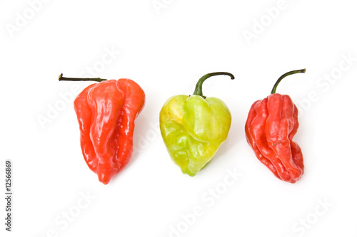 West indian Scotch bonnet chili peppers photo