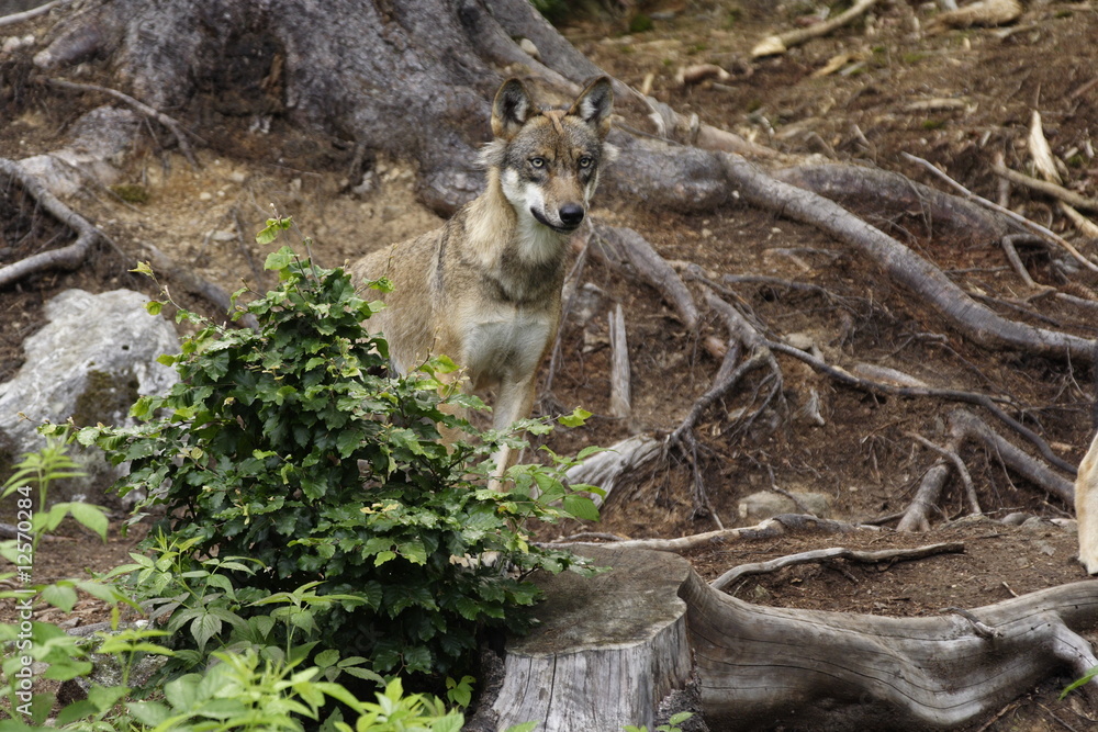 Grauwolf Grauwolf