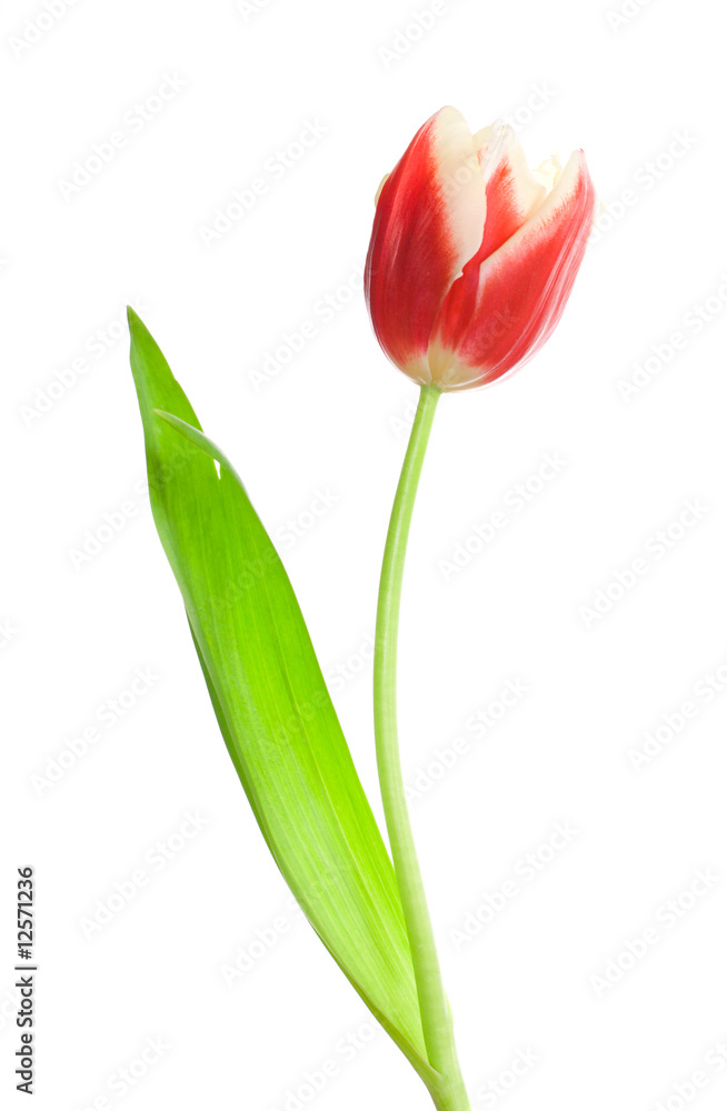 single red-white tulip single red-white tulip