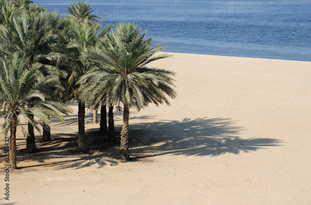 Fototapeta premium Palm Trees on the Beach at Dubai Creek, United Arab Emirates