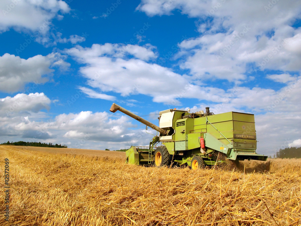 Obraz premium harvest