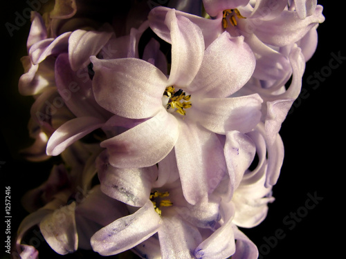 Fototapeta Naklejka Na Ścianę i Meble -  Hyacinth