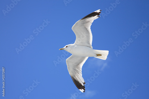 Flying gull on a background dark blue sky