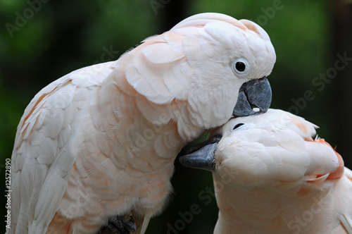 Two parrots are kissing each other