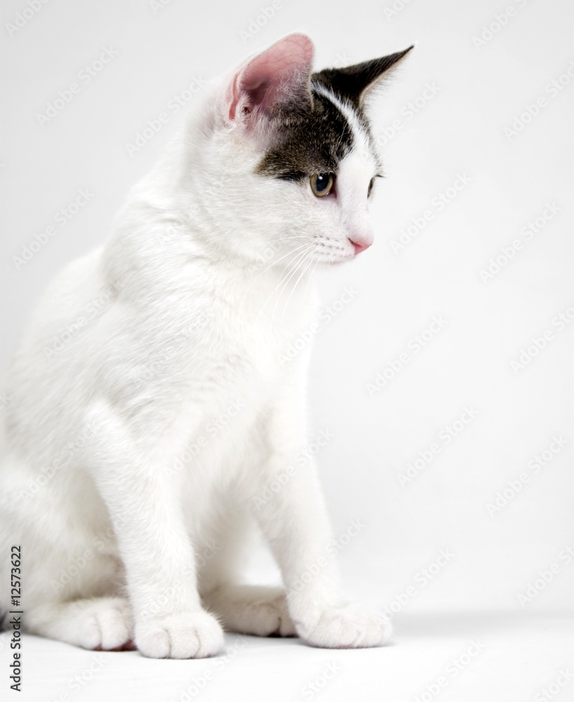 White Cat with Tiger Spots