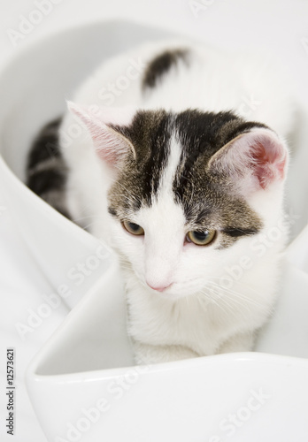 White Cat with Spots in Fish-Shaped Dish