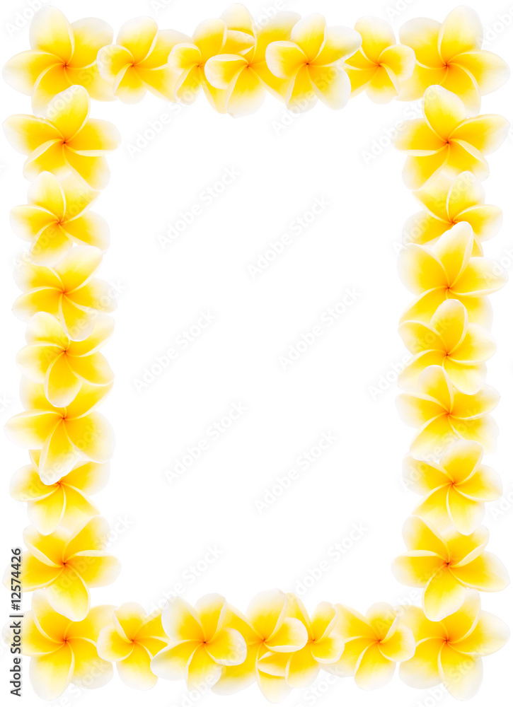 Yellow frangipani framing Yellow frangipani framing