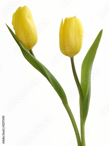 yellow tulips