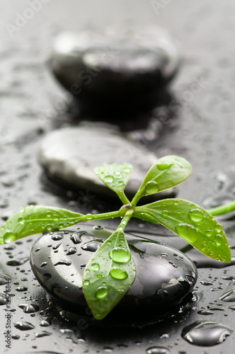 Leaves with water drops on spa stones