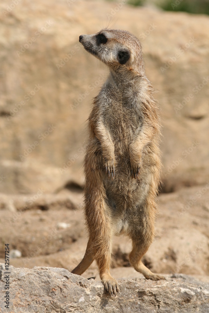 Fototapeta premium Erdmännchen (Suricata suricatta)