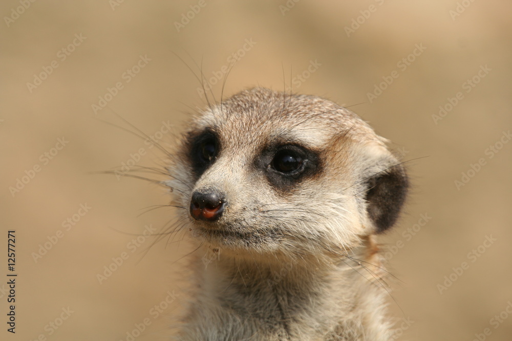 Fototapeta premium Erdmännchen (Suricata suricatta)