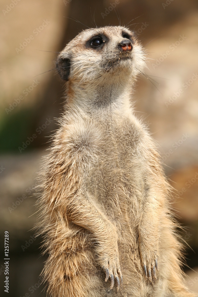 Fototapeta premium Erdmännchen (Suricata suricatta)