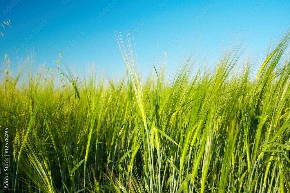 Corn field