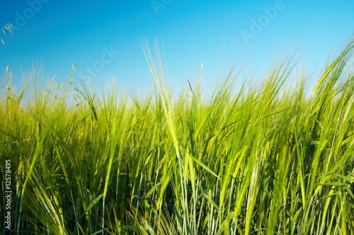 Corn field