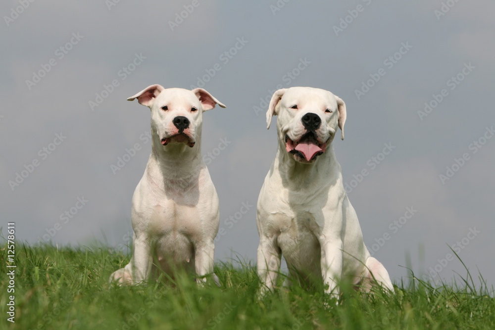 deux dogues argentin assis de face à la campagne