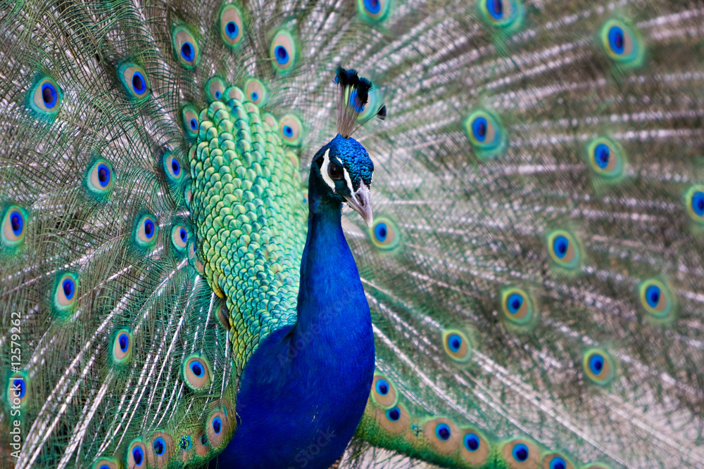 Fototapeta premium Peacock