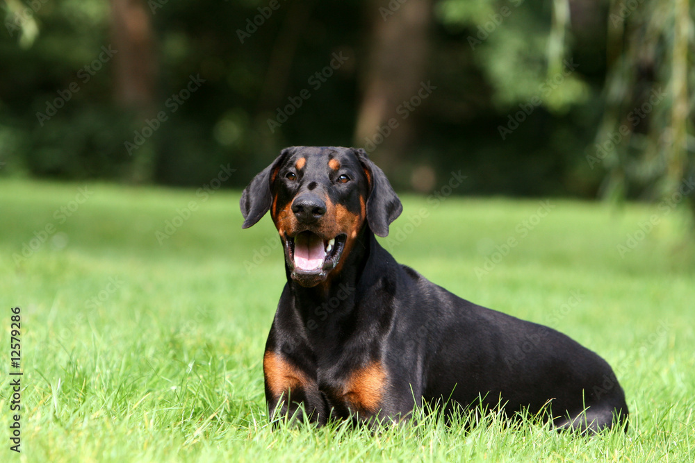 dobermann noir et feu sagement couché à la campagne