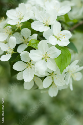 Apple blossom
