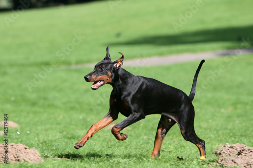 Dobermann aus oreilles et    la queue non coup  es