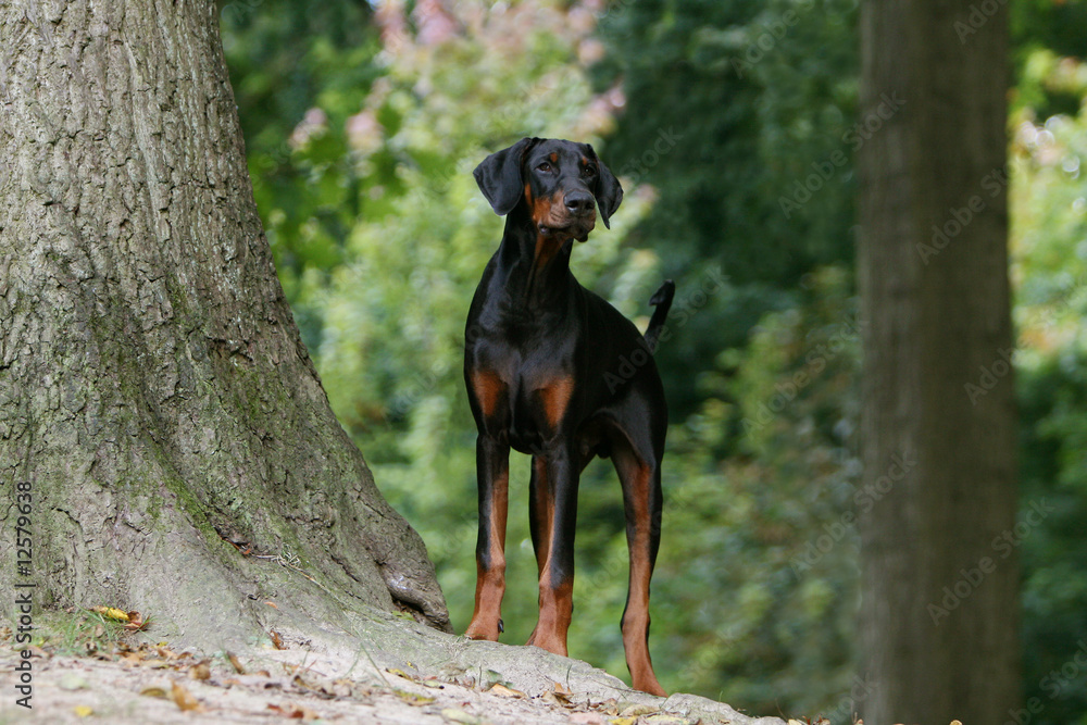dobermann entier noir et feu en forêt