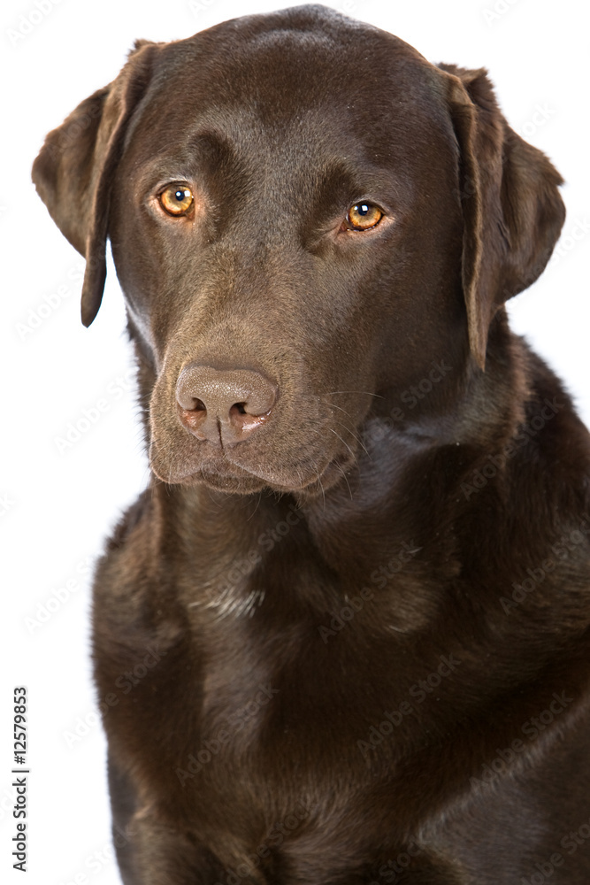 Portrait Shot of a Proud Chocolate Labrador