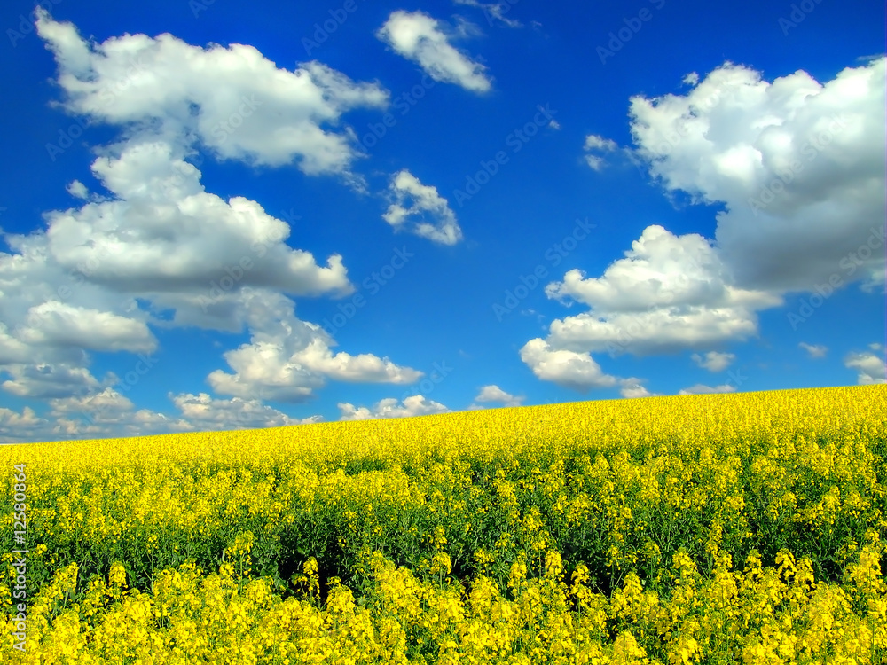 Clouds over the field of rape Clouds over the field of rape