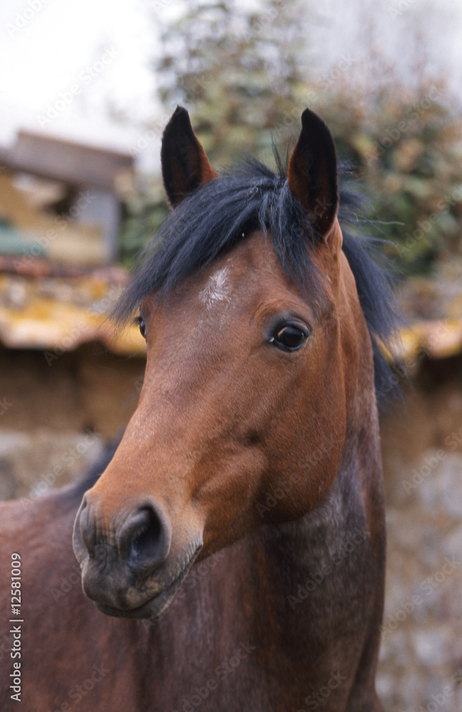 Fototapeta premium jolie tête d'un poney français de selle de trois quart