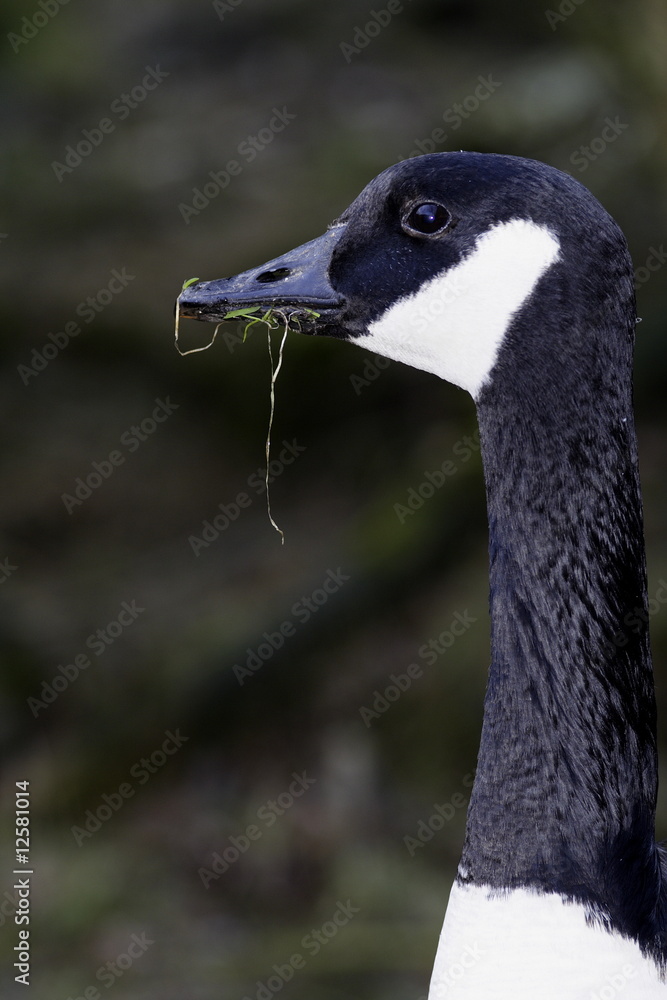 Kanadagansporträt (Branta canadensis) Kanadagansporträt (Branta canadensis)