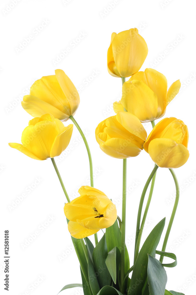 Yellow tulips. Yellow tulips.