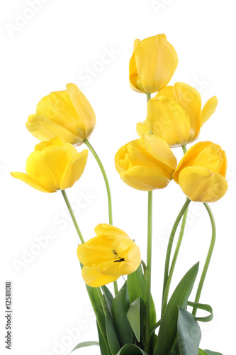 Fototapeta Naklejka Na Ścianę i Meble -  Yellow tulips.