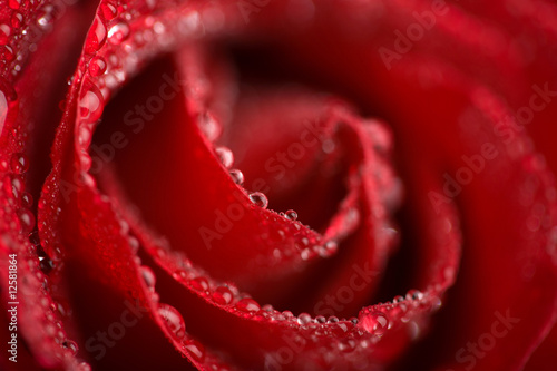 macro of wet red rose