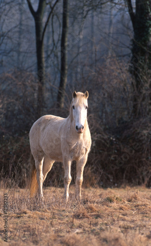 cheval de camargue de face en liberté dans un champ © CallallooAlexis