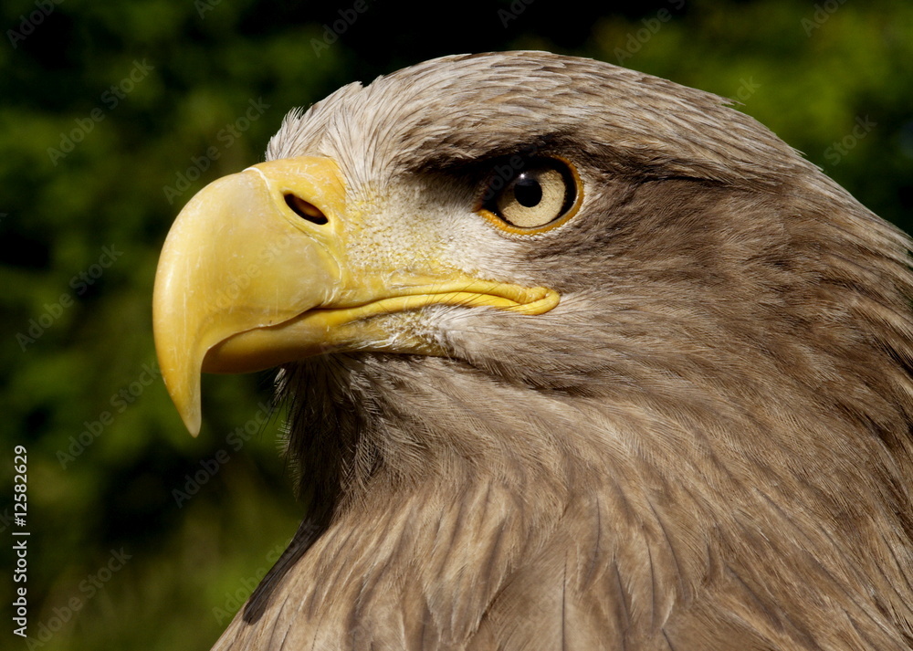 Naklejka premium Seeadler (Haliaeetus albicilla)