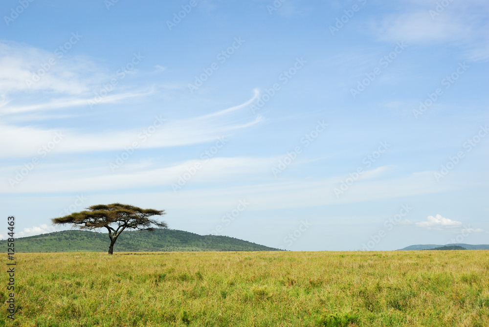 An acacia tree in a savannah - obrazy, fototapety, plakaty 