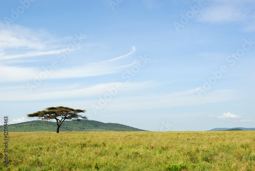 An acacia tree in a savannah
