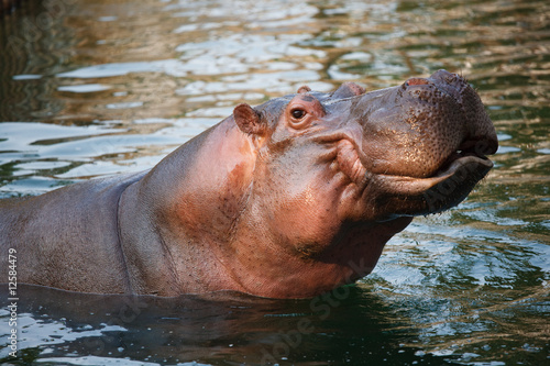 Fotografiet a hippo is swimming in a lake