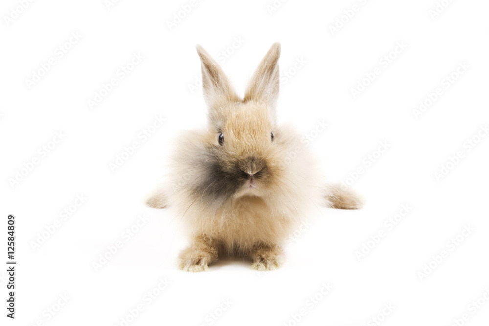 Obraz premium Króliki