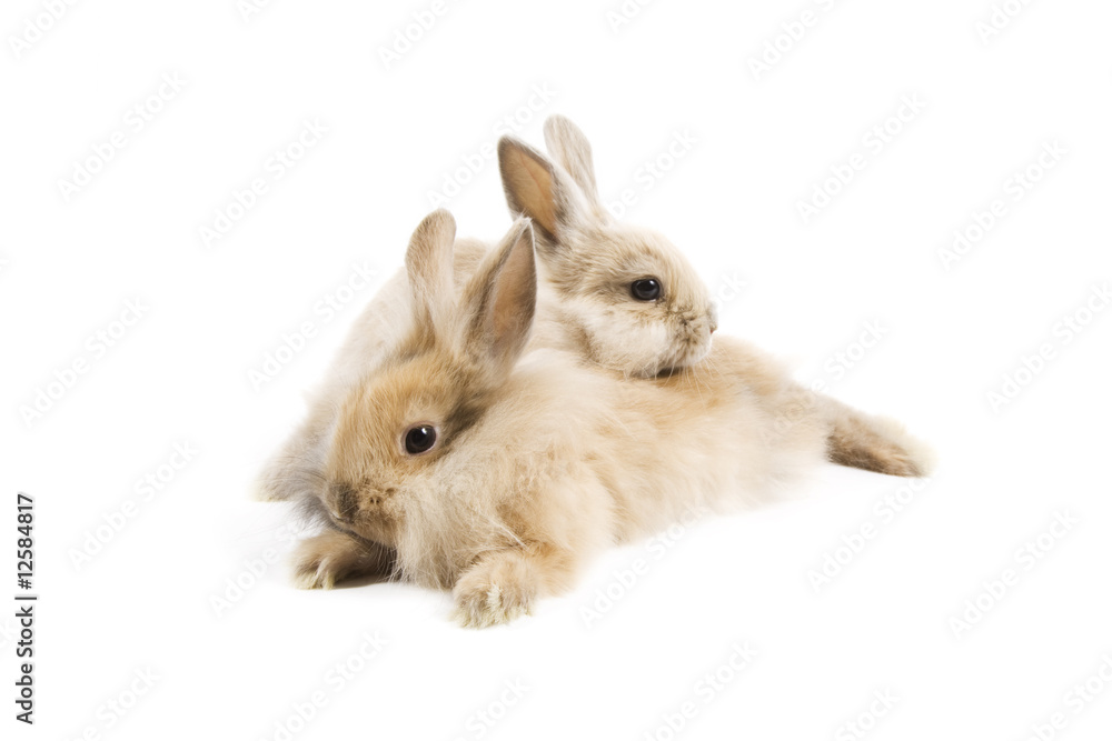 Rabbits Rabbits