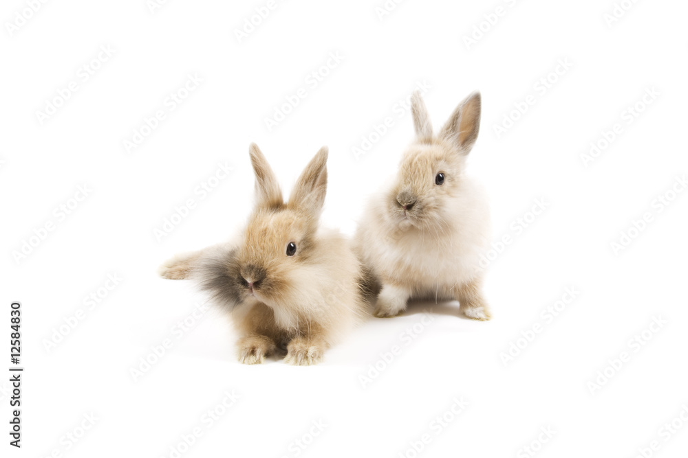Obraz premium Króliki