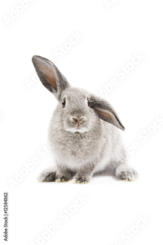 Fotografia Rabbit