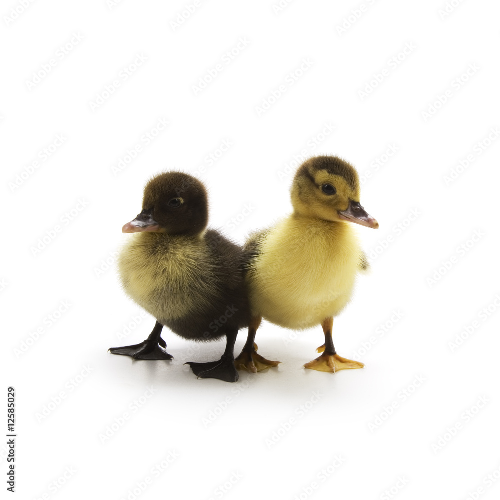 Fototapeta premium Ducklings