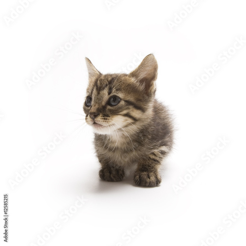 Kitten © Stefan Andronache